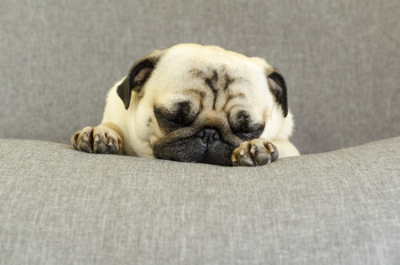 cute dog breed pug sleeping on sofaの写真素材
