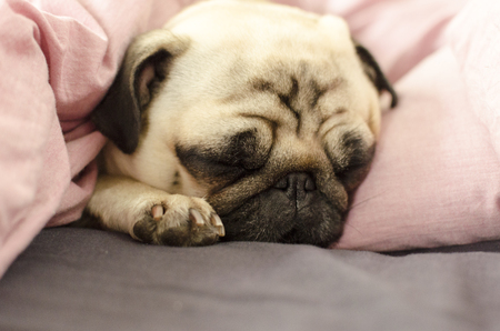 small cute dog breed pug sleeping in badの写真素材