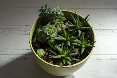 succulents on potの写真素材