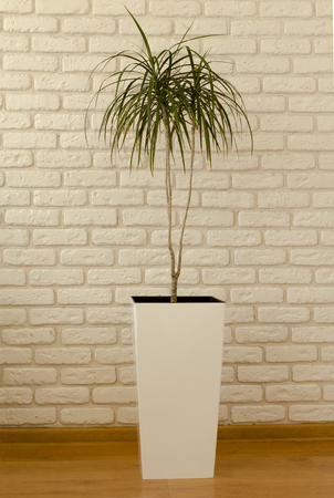 dracaena in white pot on white brick wall backgroundの写真素材