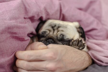 cute dog breed pug sleep with owner in the bedの写真素材