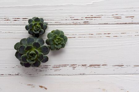 succulent plants on background on vintage wooden backgroundの写真素材