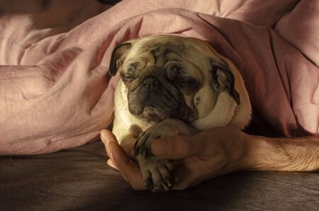 cute dog breed pug sleep with owner in the bedの写真素材