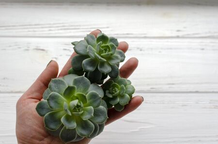 succulent plants on background on vintage wooden backgroundの写真素材