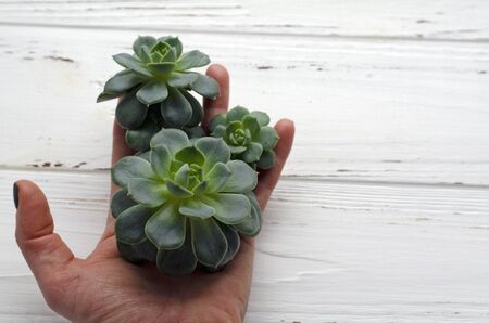 succulent plants on background on vintage wooden backgroundの写真素材