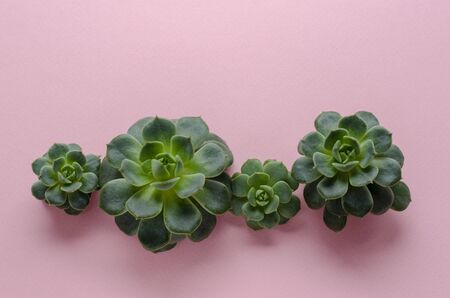 succulent plants on pink paper backgroundの写真素材