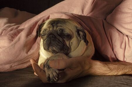 cute dog breed pug sleep with owner in the bedの写真素材