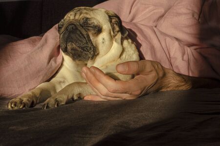 cute dog breed pug sleep with owner in the bedの写真素材