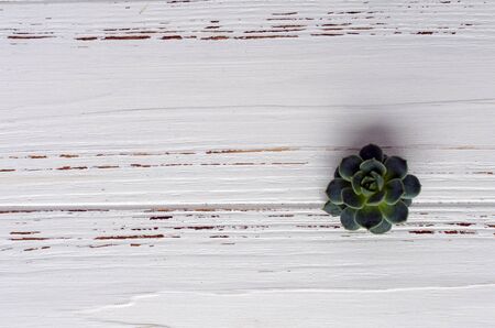 succulent plants on background on vintage wooden backgroundの写真素材