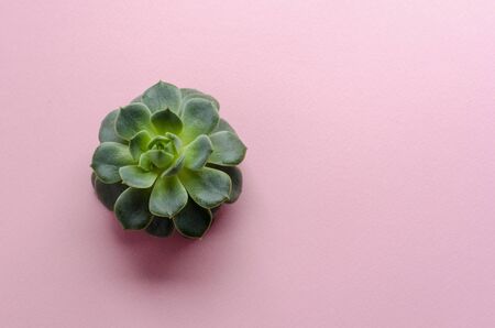 succulent plants on pink paper backgroundの写真素材