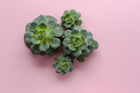 succulent plants on pink paper backgroundの写真素材