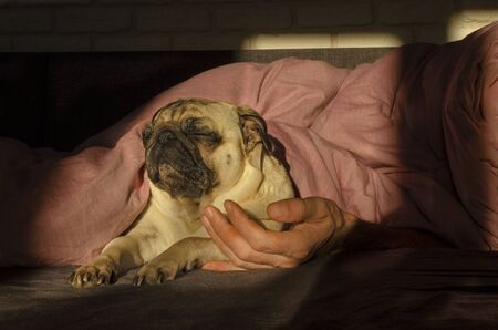cute dog breed pug sleep with owner in the bedの写真素材