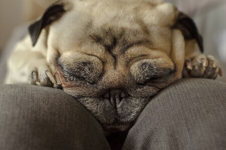 dog breed pug sleeping on master's kneesの写真素材
