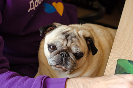 dog breed pug sleeping on the masters kneesの写真素材