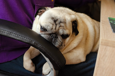 dog breed pug sleeping on the masters kneesの写真素材