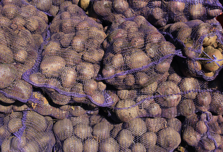 Pile of Mesh Sacks with Fresh Beet Rootsの写真素材