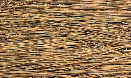 Natural dry reed backgroundの写真素材