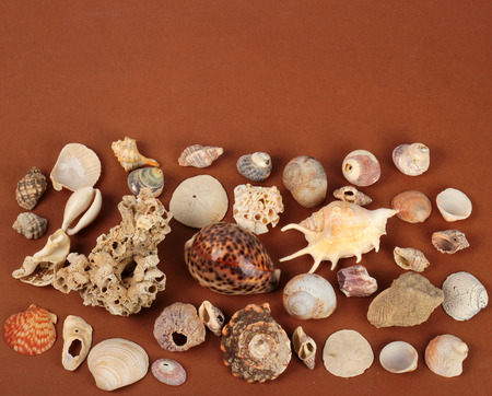 Sea shells and shellfishes on brown tableの写真素材