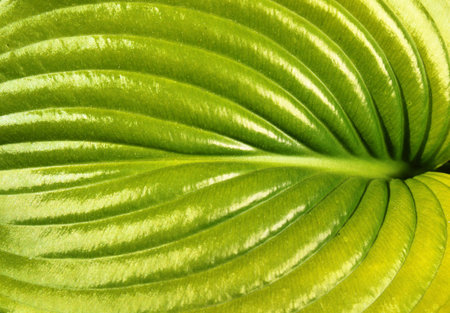 Green leaf of hosta closeup