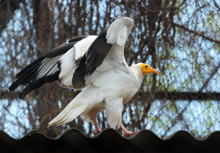 Egyptian Vulture (Neophron Percnopterus) in a zooの写真素材