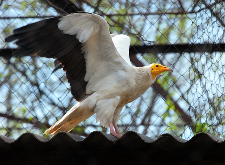 Egyptian Vulture (Neophron Percnopterus)の写真素材