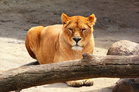 Female lion (Panthera leo) in a zooの写真素材