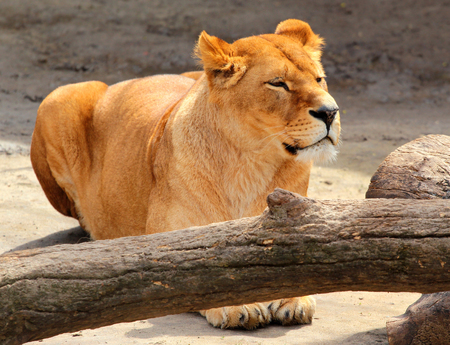 Female lion (Panthera leo) in a zooの写真素材