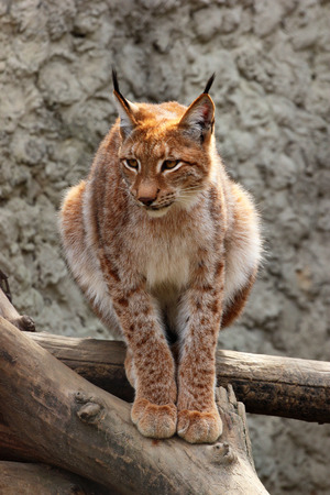 Adult eurasian lynxの写真素材
