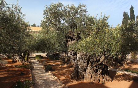 Garden of Gethsemane on Mount of Olives, Jerusalem, Israelの写真素材