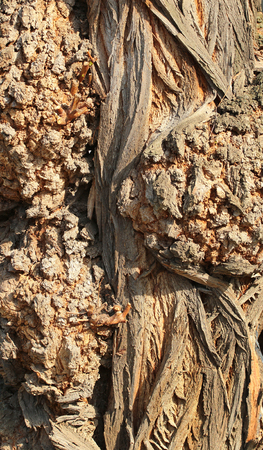 Gnarled tree trunk texture closeupの写真素材