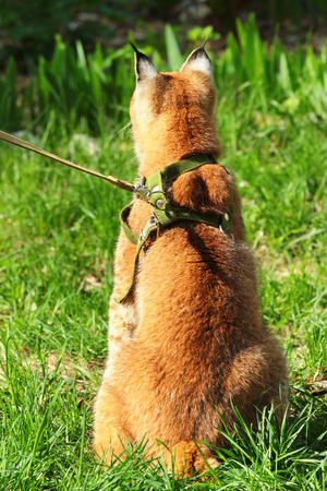 Young eurasian lynx on a leashの写真素材