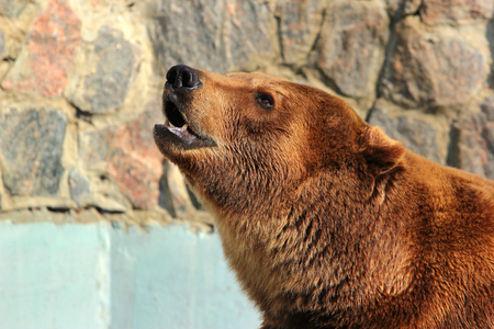 Brown bear (Ursus arctos) in a zooの写真素材