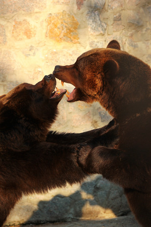 Two brown bears (Ursus arctos) playing in a zooの写真素材
