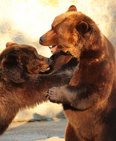 Two brown bears (Ursus arctos) playing in a zooの写真素材