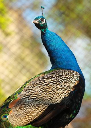 Male indian peacock (Pavo cristatus) in a zooの写真素材