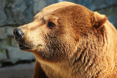 Head of a brown bear (Ursus arctos)の写真素材
