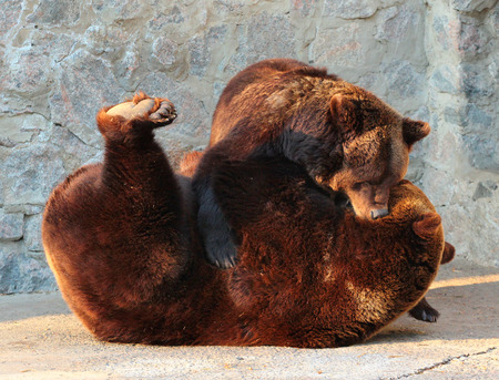 Two brown bears (Ursus arctos) playing in a zooの写真素材