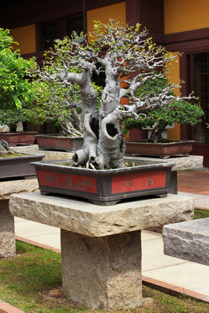 HONG KONG, MARCH 22, 2012:  Bonsai trees in Chinese Classical Nan Lian Garden, designed in the Tang Dynasty style located at Diamond Hill, Kowloon, Hong Kong.のeditorial素材