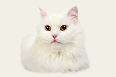 white cat with yellow eyes on white backgroundの写真素材