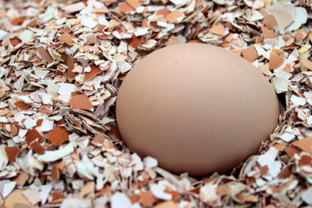 Whole chicken egg buried in crushed shells