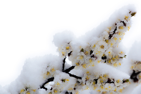 Apricot and cherry flowers covered with snow on white backgroundの写真素材