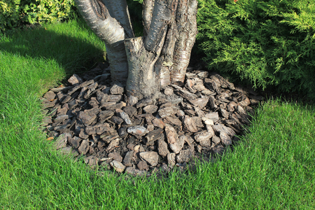 Chips of wooden bark used for mulching the ground around tree trunkの写真素材