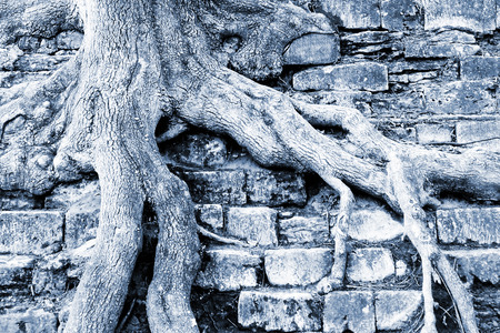 Tree roots clamber stone stairsの写真素材