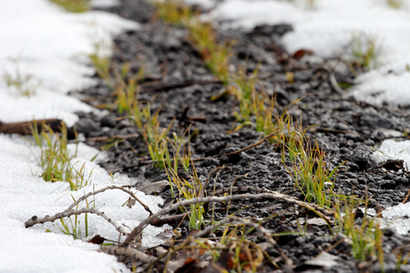 Fresh sprouts of wheat appear from under the snowの写真素材