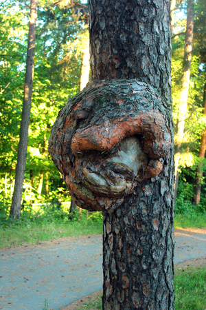 Burr on trunk of pine treeの写真素材