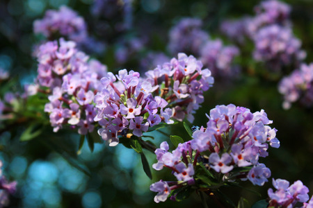 Flowers of alternate-leaved butterfly-bush (Buddleja alternifolia)の写真素材