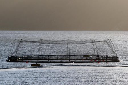 Fish farms in Hardanger fjord,  Hordaland county, Norwayの写真素材