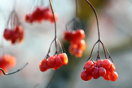 Old viburnum berriesの写真素材