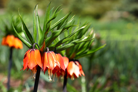 Crown imperial flower (Fritillaria imperialis)の写真素材