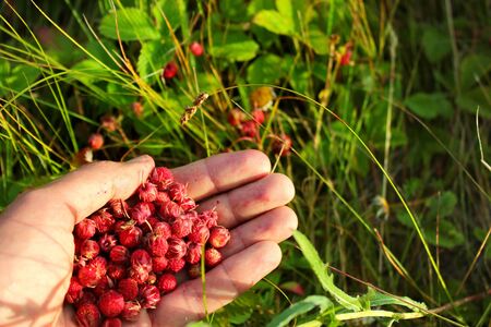 Handful of wild strawberries (Fragaria viridis) の写真素材